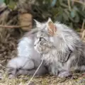Purr-fect Innovations: PetenKoiratarvike.com-sivustolla